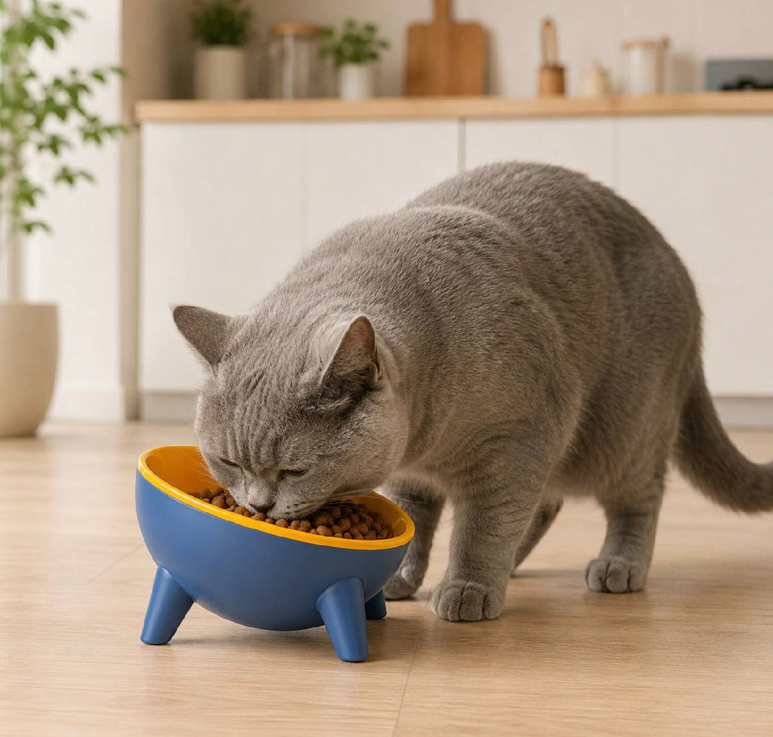 Elevated Cat &amp; Small Dog Bowl