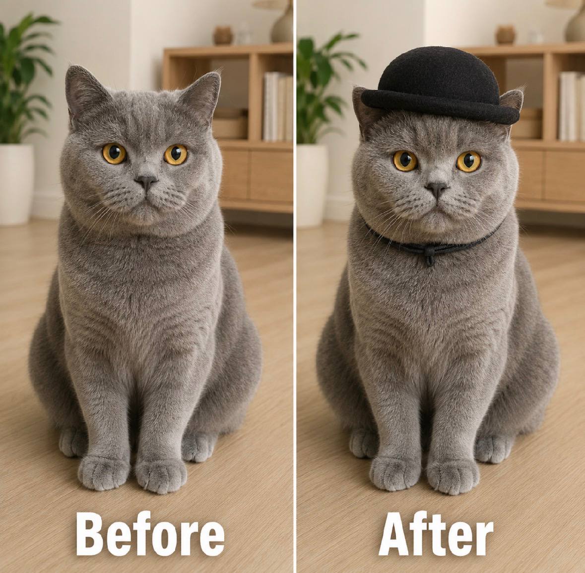 pet beret hat